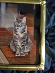 Lost Female Cat last seen Woolbright /Congress Avenues, Boynton Beach, FL 33426