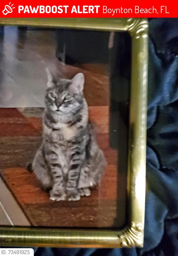 Lost Female Cat last seen Woolbright /Congress Avenues, Boynton Beach, FL 33426