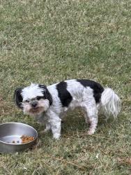 Reunited Female Dog last seen Airport Rd near Randy Drive and Poverty Creek, Okaloosa County, FL 32539