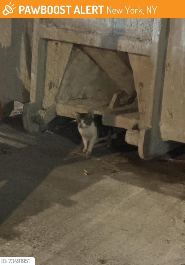 Found/Stray Unknown Cat last seen Near west 135th street - police precinct, New York, NY 10030