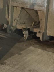 Found/Stray Unknown Cat last seen Near west 135th street - police precinct, New York, NY 10030