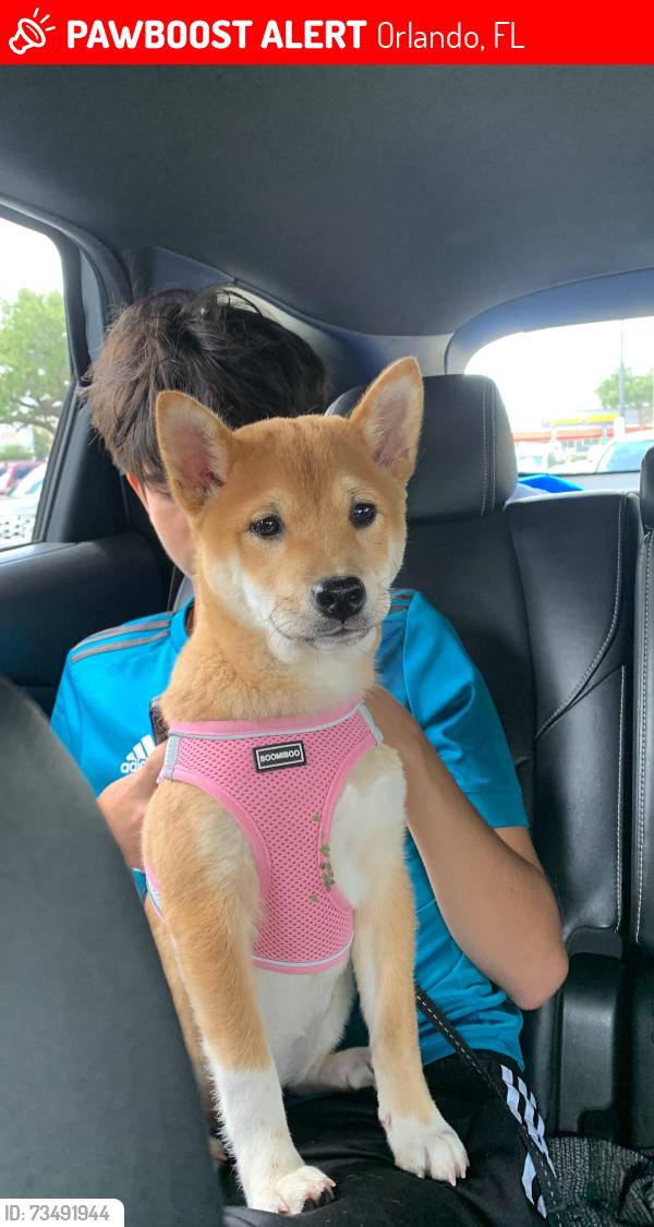 Lost Female Dog last seen Raleigh St Kirkman Rd, Orlando, FL 32835