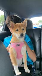 Lost Female Dog last seen Raleigh St Kirkman Rd, Orlando, FL 32835