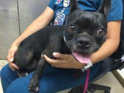 Shelter Stray Female Dog last seen Near BLOCK CREST AVE, RIVERSIDE CA, 6851 Van Buren Boulevard, Jurupa Valley, CA 92509, USA