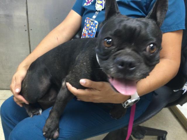 Shelter Stray Female Dog last seen Near BLOCK CREST AVE, RIVERSIDE CA, 6851 Van Buren Boulevard, Jurupa Valley, CA 92509, USA