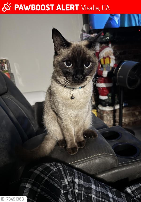 Lost Male Cat last seen Near S Valley Ct, Visalia, CA, USA, Visalia, CA 93277