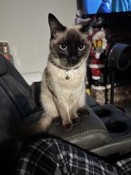 Lost Male Cat last seen Near S Valley Ct, Visalia, CA, USA, Visalia, CA 93277