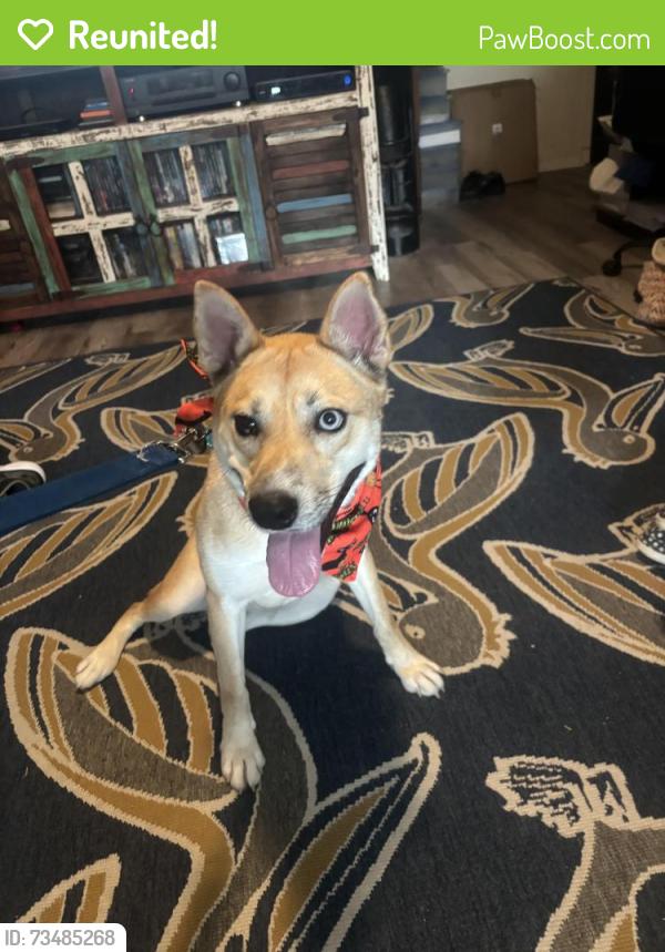 Reunited Female Dog last seen 13th Street and Center Street, Deer Park, TX 77536