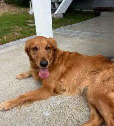 Reunited Female Dog last seen Armaga Spring /Indian Valley, Rancho Palos Verdes, CA 90275