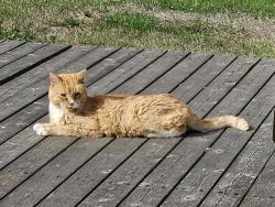 Lost Male Cat last seen Straw Street, Keizer, OR 97303