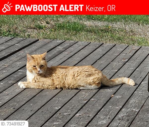 Lost Male Cat last seen Straw Street, Keizer, OR 97303