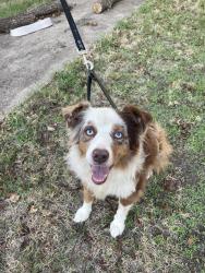Reunited Female Dog last seen Near N Saginaw Blvd, Saginaw, TX 76179, USA, Saginaw, TX 76179