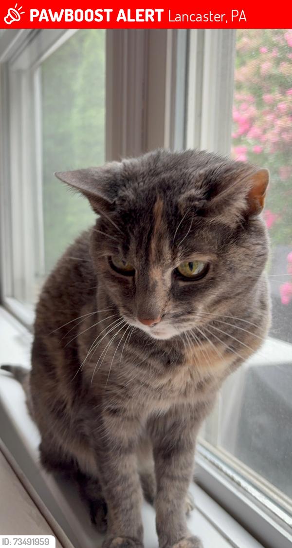 Lost Female Cat last seen woodworth dr and empire circle, Lancaster, PA 17601