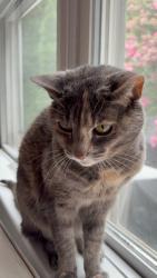 Lost Female Cat last seen woodworth dr and empire circle, Lancaster, PA 17601