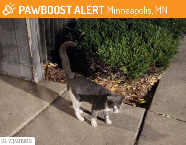 Found/Stray Unknown Cat last seen 37th avenue and foss rd, Minneapolis, MN 55421