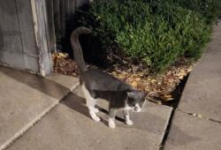 Found/Stray Unknown Cat last seen 37th avenue and foss rd, Minneapolis, MN 55421