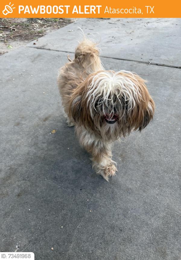 Found/Stray Unknown Dog last seen Nehoc Ln., Atascocita, TX 77346