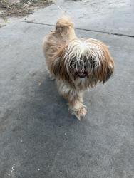 Found/Stray Unknown Dog last seen Nehoc Ln., Atascocita, TX 77346