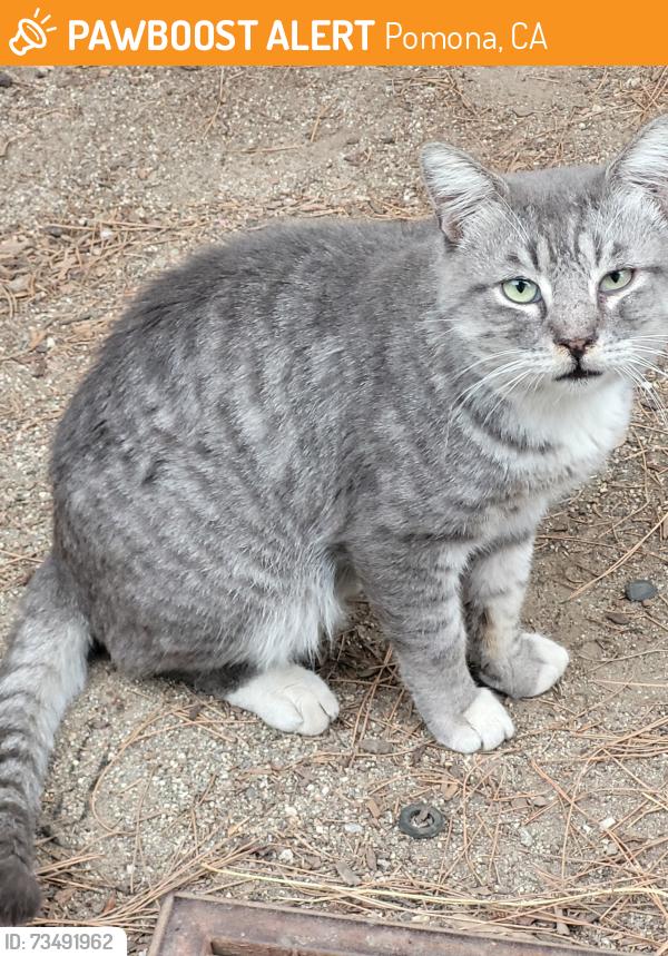 Found/Stray Male Cat last seen Lexington and SanBourne, Pomona, CA 91766
