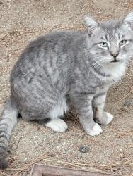 Found/Stray Male Cat last seen Lexington and SanBourne, Pomona, CA 91766