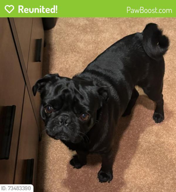 Reunited Unknown Dog last seen Hewes and Flower Ave, Orange, CA 92869