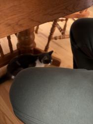 Reunited Male Cat last seen Near Ardelle Dr reynoldsburg, oh, Reynoldsburg, OH 43068