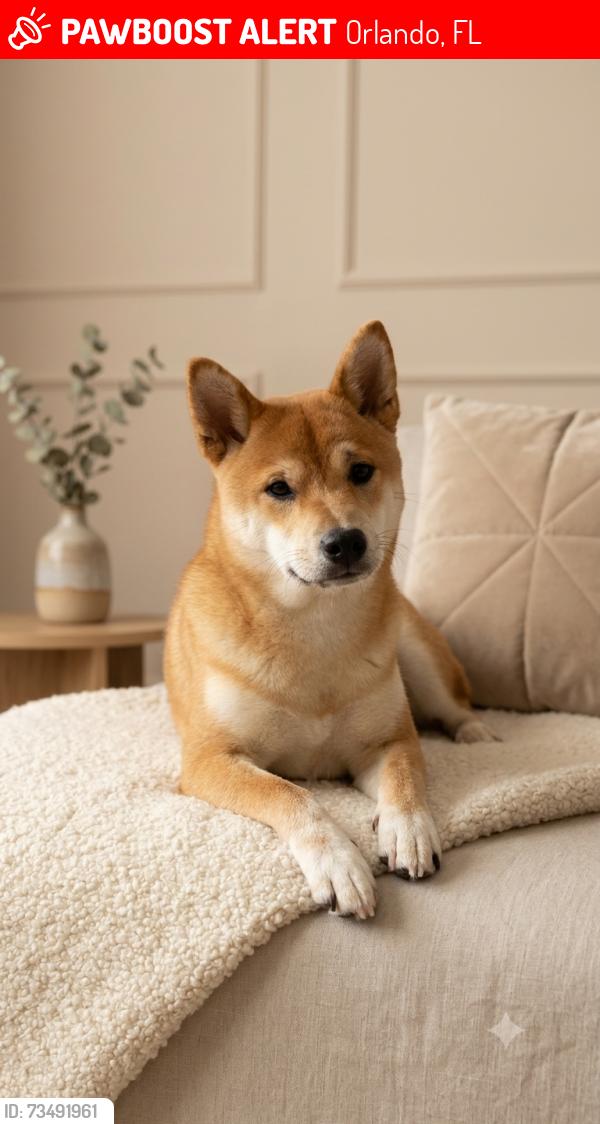Lost Female Dog last seen Bravo supermarket metrowest Orlando, Orlando, FL 32835