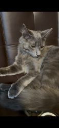 Lost Male Cat last seen Atlantic Avenue, Long Beach, CA 90807