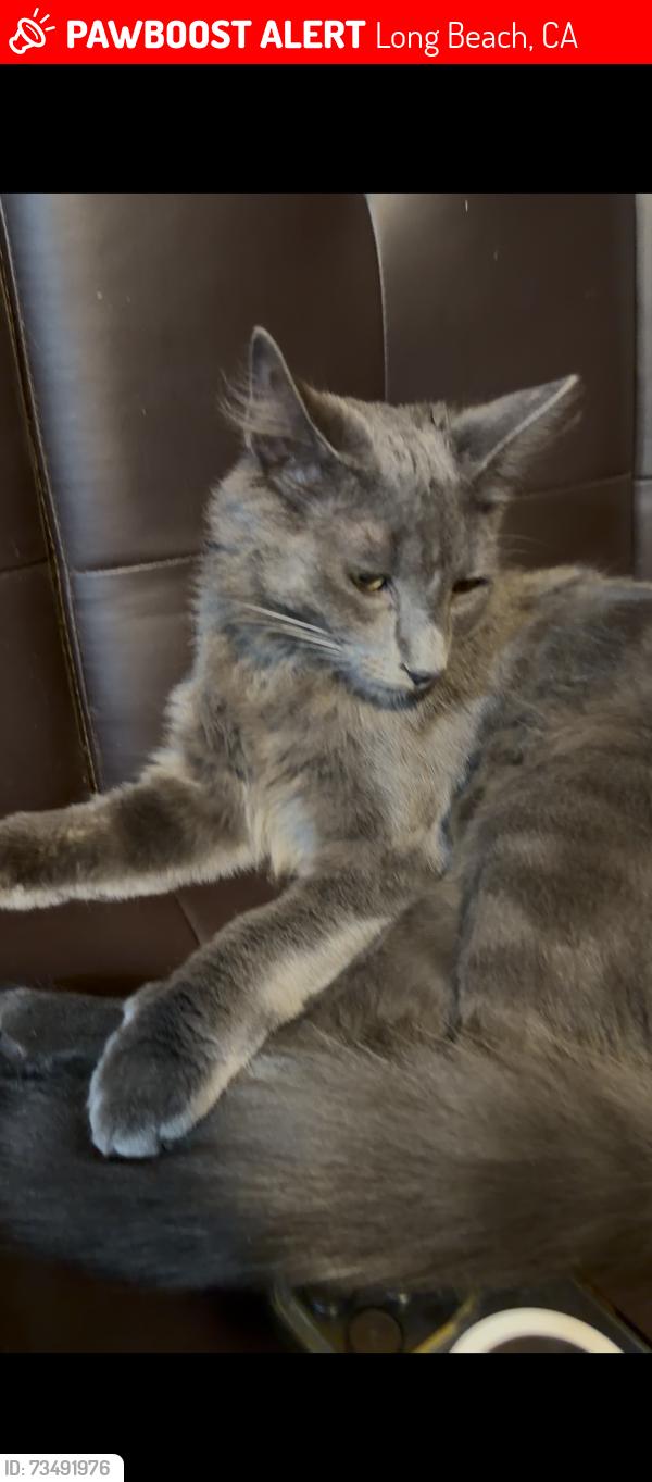 Lost Male Cat last seen Atlantic Avenue, Long Beach, CA 90807