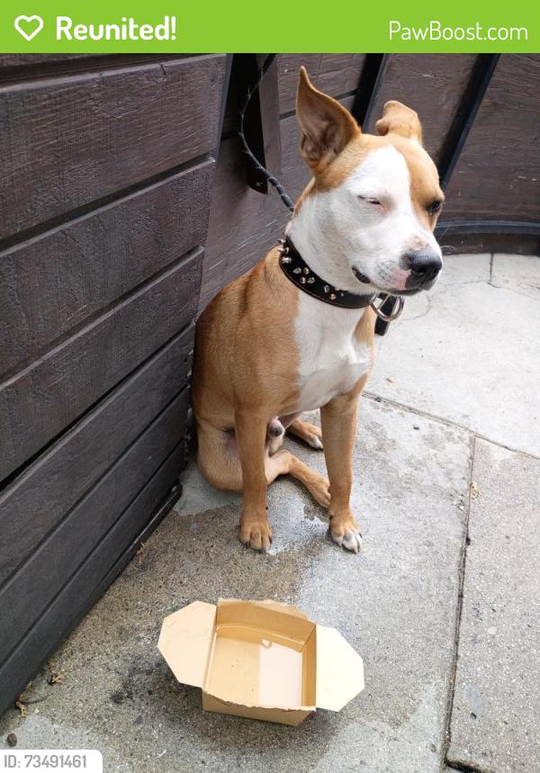 Reunited Male Dog last seen 8th and Mariposa, Koreatown, Los Angeles, Los Angeles, CA 90005