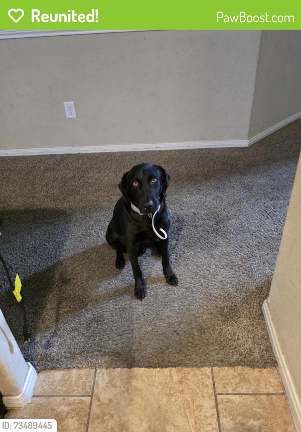 Reunited Male Dog last seen Tamarron, Fort Bend County, TX 77494