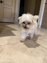 Reunited Unknown Dog last seen Cascade Canyon Dr, Los Angeles, CA 91344, USA, Los Angeles, CA 91344