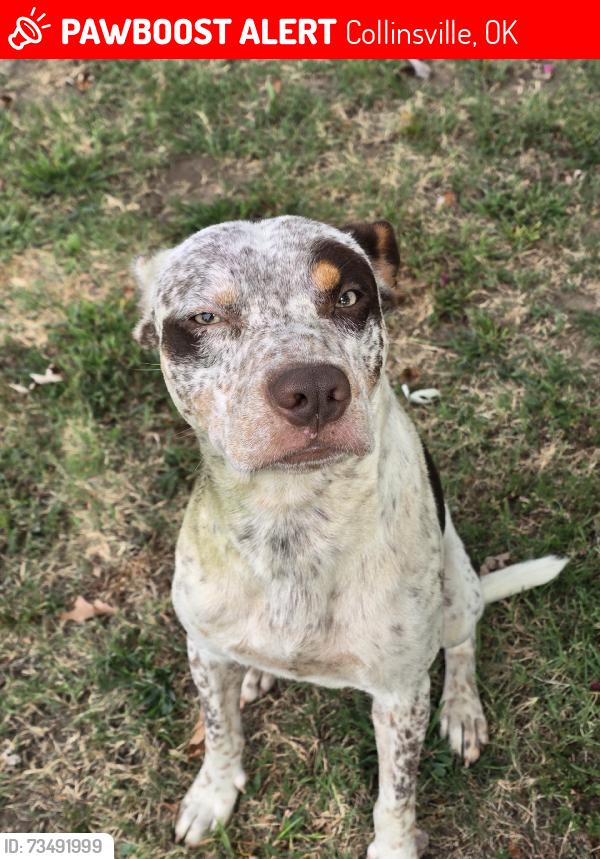 Lost Male Dog last seen Highway 20 and North 161st East Avenue, Collinsville, OK 74021