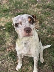 Lost Male Dog last seen Highway 20 and North 161st East Avenue, Collinsville, OK 74021