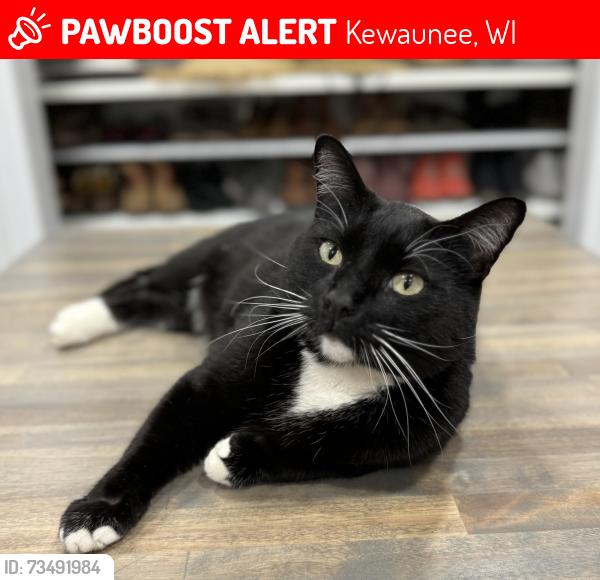 Lost Male Cat last seen Intersection of Krok Rd & County Road B, Kewaunee, WI 54216
