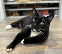 Lost Male Cat last seen Intersection of Krok Rd & County Road B, Kewaunee, WI 54216