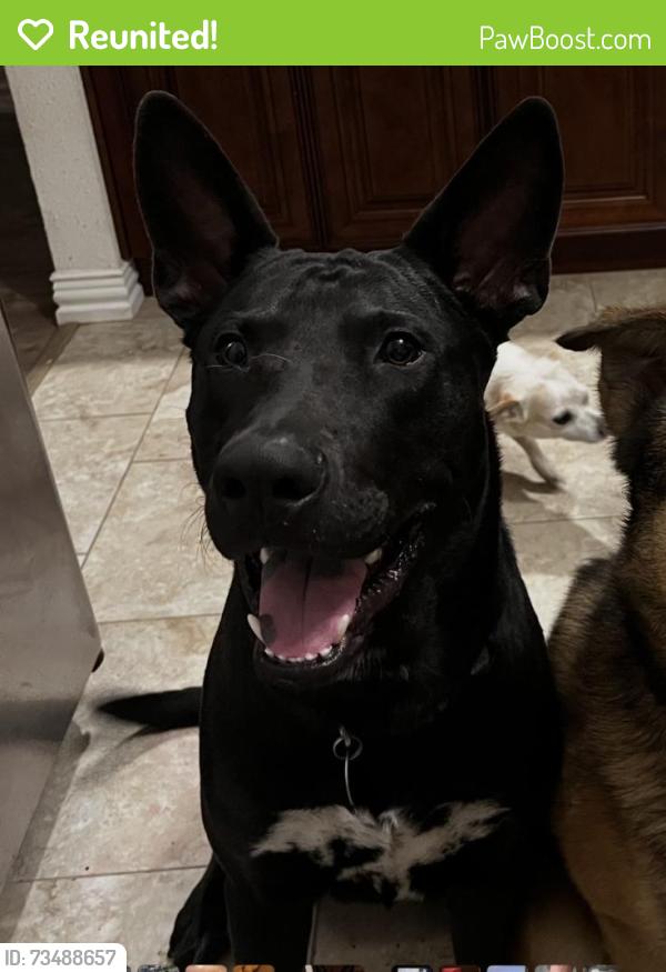Reunited Male Dog last seen Bryant pond, Houston, TX 77041