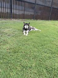Found/Stray Female Dog last seen Near Lynwood Park, Lynwood, CA 90262