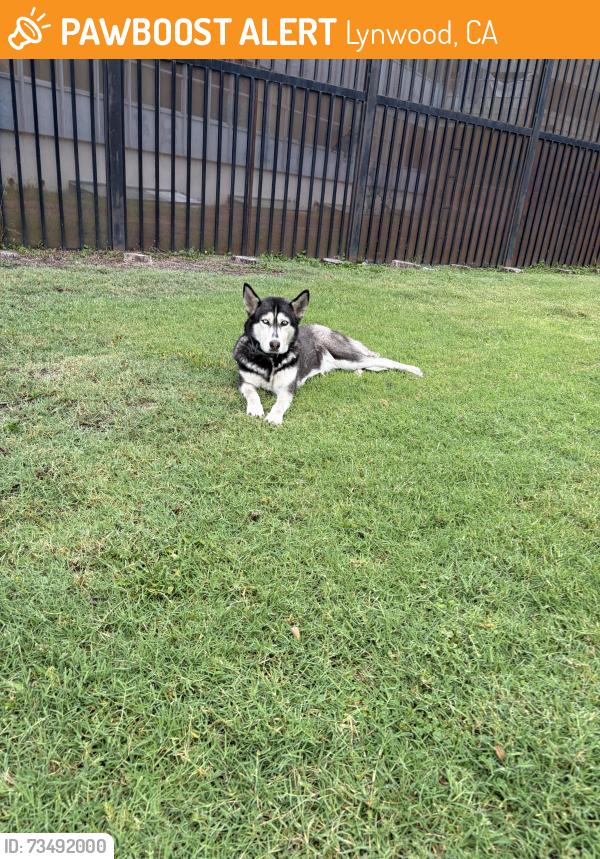 Found/Stray Female Dog last seen Near Lynwood Park, Lynwood, CA 90262