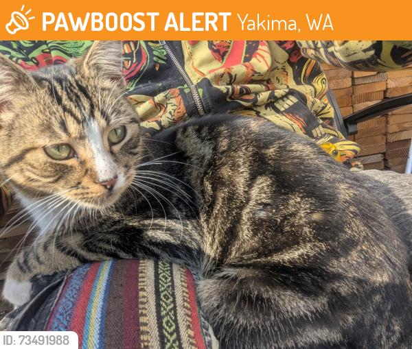 Found/Stray Male Cat last seen N Folsom ave, Yakima, WA 98902