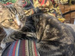 Found/Stray Male Cat last seen N Folsom ave, Yakima, WA 98902