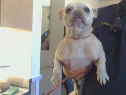 Shelter Stray Female Dog last seen BRADSHAW RD/BALLINGER RD, 95829, 3839 Bradshaw Rd, Sacramento, CA 95827, USA