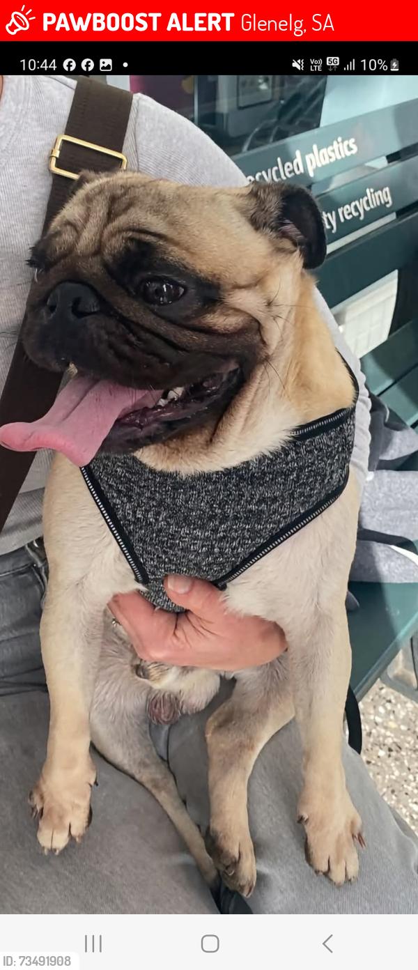Lost Male Dog last seen Aymong grove/Mostly street/ High street/Jetty Rd/, Glenelg, SA 5045