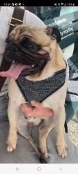 Lost Male Dog last seen Aymong grove/Mostly street/ High street/Jetty Rd/, Glenelg, SA 5045