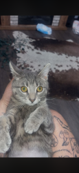 Lost Female Cat last seen Ramsey rd, Jacksonville, NC 28546