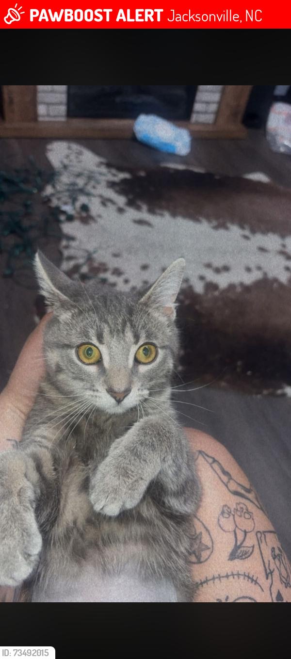 Lost Female Cat last seen Ramsey rd, Jacksonville, NC 28546