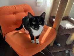 Reunited Female Cat last seen Martin Luther King Jr Blvd and Michigan Ave behind the church, Pontiac, MI 48342