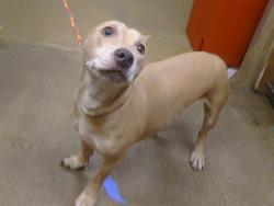 Shelter Stray Female Dog last seen HUTCHINS WAY/GALBRATH DR, 95660, 3839 Bradshaw Rd, Sacramento, CA 95827, USA
