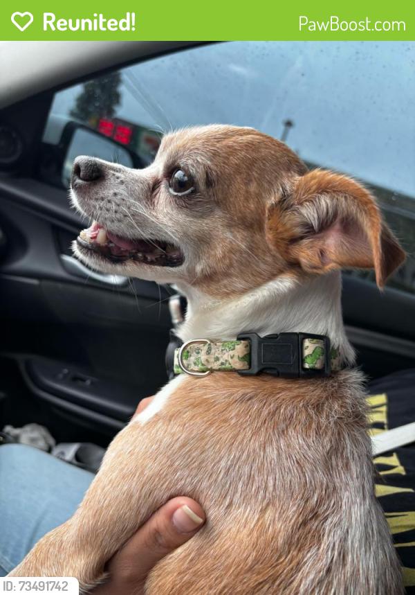 Reunited Male Dog last seen Wells Ave. near Walmart, Riverside, CA 92505