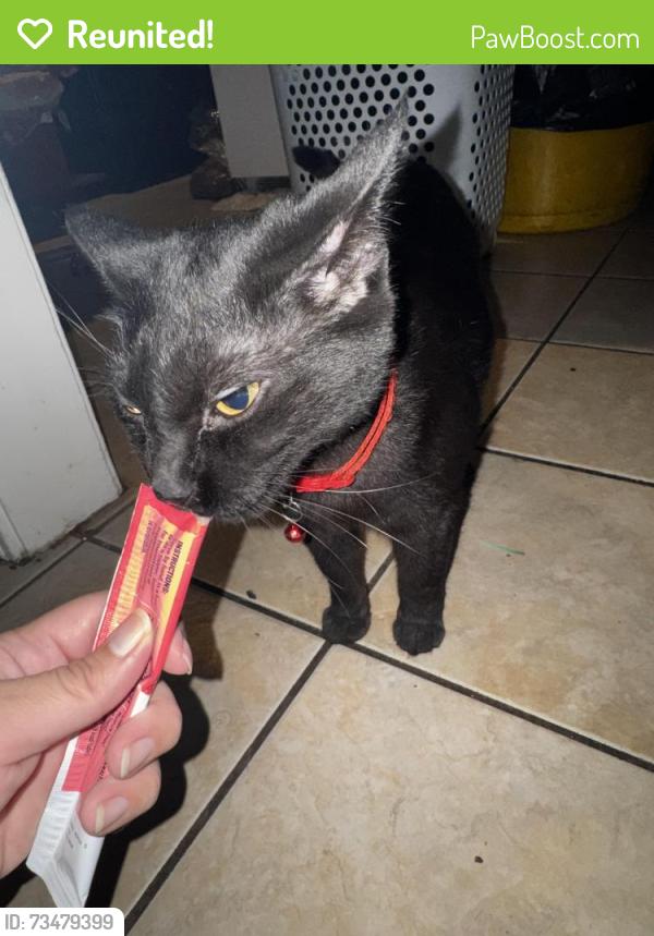 Reunited Female Cat last seen Dollarhide Ave and Bolmore, San Antonio, TX 78223